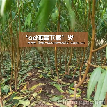 od体育下载